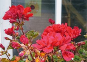 Red geraniums 1 May 22.jpg