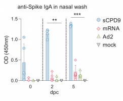 ELISA (optical density reads, OD) detecting anti-spike IgA levels in nasal washes of prime vaccinated hamsters at indicated time points, days post-challenge (dpc).