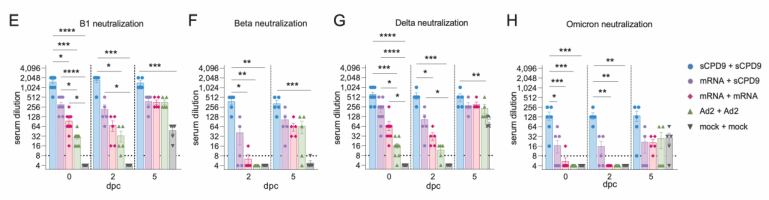 Serum neutralisation titres of hamsters having received prime-boost vaccination prior (0 days post-challenge, dpc) and at 2- and 5-days post-challenge with live SARS-CoV-2 virus, for key variants. (Ad2=adenovirus vector vaccine candidate; mock=control, mock vaccination with sterile cell culture)