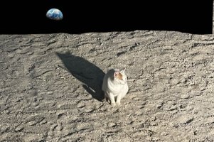 moon-kitteh.jpg