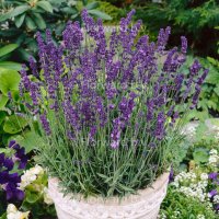 lavandula-angustifolia-hidcote.jpeg