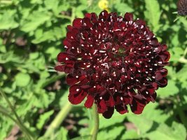 single-flower-close-up-deep-read-striking-knautia-macedonica-beautiful-red-102970499.jpg