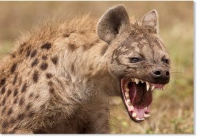 hyena_photograph.jpg