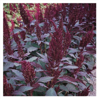 Screenshot 2022-05-27 at 20-04-29 Thompson & Morgan Amaranthus paniculatus Marvel Bronze Garde...png