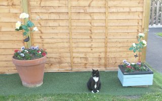 daft kitteh sitting between two plant pots with flowers