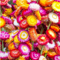 Screenshot 2022-06-09 at 18-03-15 HELICHRYSUM BRACTEATUM MIX SEEDS (200 seeds) (Xerochrysum br...png