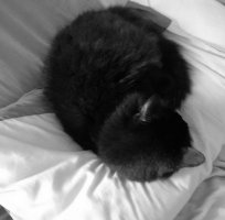 black cat curled up asleep on pillow on bed.jpg