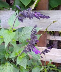 Salvia Amistad 11 June 22 (1).jpg