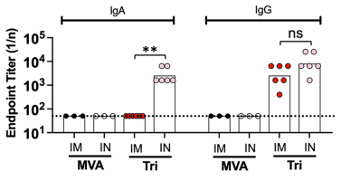 IgA and IgG SARS-CoV-2 S binding titres from lung tissue (dotted line represents the limit of detection; MVA the control; Tri the vaccine under evaluation).