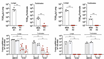 Infectious SARS-CoV-2 in lungs and nasal turbinates at 4 days after challenge for one- (X1) and two- (X2) dose vaccinated mice; number of copies of SARS-CoV-2 spike (S) and nucleocapsid (N) subgenomic RNA, sgRNA, in lung and nose (turbinates) regions indicated. (MVA the control; Tri the vaccine under evaluation).