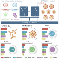 Summary of immunoresponses to Moderna mRNA-1273, Pfizer/BioNTech BNT162b2, Janssen Ad26.COV2.S and Novavax NVX-CoV2373 vaccines and comparison with that of convalescents (Binding and neutralising antibodies, CD4/CD8/cTfh T cells, and memory B cells.