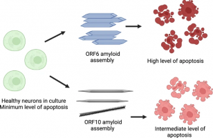 Amyloid assemblies formed from ORF6 and ORF10 fragments cause cell death to neurons via an apoptotic pathway.