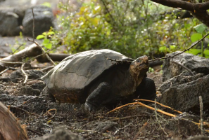 large tortoise looking up at low branch.png