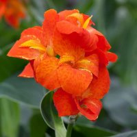 canna-cannasol-canna-lily-orange-happy-cleo-cropped.jpg