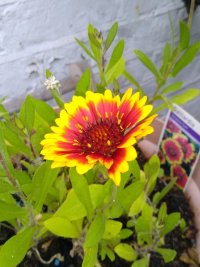 Gaillardia 18 June 22 2.jpg