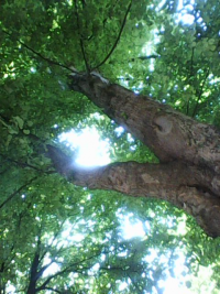 top of tall deciduous tree split into 2 branches w green leaves in Sun.png