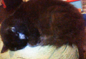 fluffy black cat curled up into a ball.png