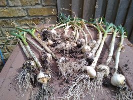 Garlic harvest 25 June 22.jpg