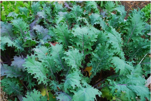 Screenshot 2022-06-28 at 15-45-39 Borecole Kale Red Russian 300 Seeds leafy salad seeds Green ...png