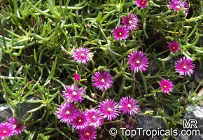 Delosperma_cooperi4035.jpg