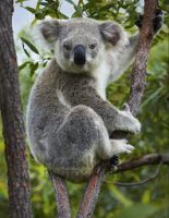 koala.jpg