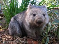 wombat.jpg