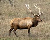 elk.jpg