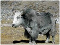 yak.jpg