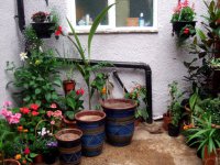 Blue Planters 29.7.11.jpg