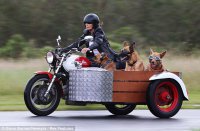 biker dogs.jpg