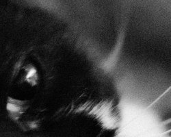 cat_tri-x_grain.jpg