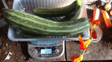 firstcourgettes.jpg