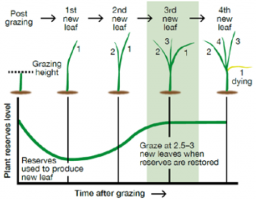 Grass_leaf_life_cycle.png