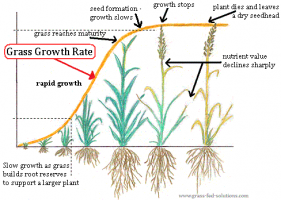 pasture-rotation-grass-growth-rates.png