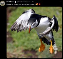 tweet with a picture of a gormless puffin with the caption 'arrival of the dangly-footed sea clown'