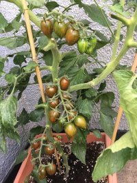 Tomatoes1.jpg