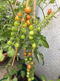 Tomatoes2.jpg