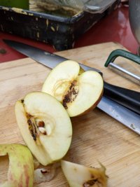 A cut apple showing frass ie moth poo in the middle 