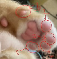 Cat toes.JPG