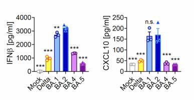 Reduced induction of Interferon-β (IFNβ) and the inflammatory chemokine CXCL10.