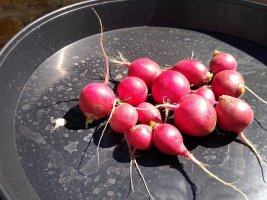 Radishes outside 11 Aug 22.jpg