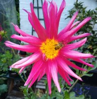 Dahlia and bee 11 Aug 22.jpg