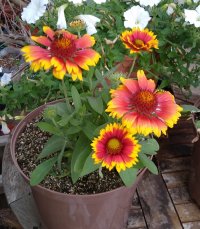 Gaillardia and bee 19 Aug 22.jpg