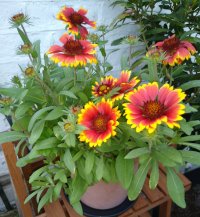 Gaillardia 19 Aug 22.jpg