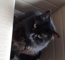 black cat in cardboard box.png