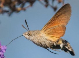 Hummingbird Hawk Moth.JPG