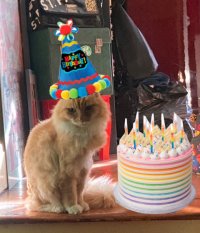 birthday-kitteh.jpg