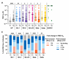 A: Breadth of cross-neutralising antibodies with respect to a range of variants, and controls, at 1 (T1) and 6 months (T2) post antigen exposure, expressed as Fab binding affinities in terms of dissociation, KD (lower = better binding). C: Proportions of cross-neutralising antibodies with fold changes to Fab affinities indicated (relative to WT).