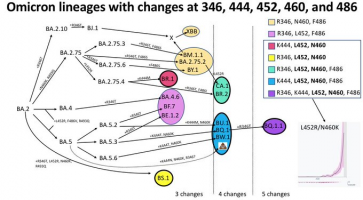 Omicron lineages with changes at 346, 444, 452, 460 and 486.