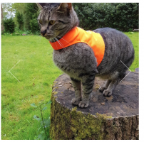 tabby kitty wearing orange high vis jacket and looking faintly unimpressed